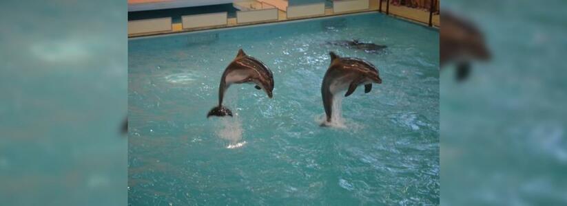 В геленджикском дельфинарии пополнение: дельфин Соня стала мамой накануне Дня защитника Отечества