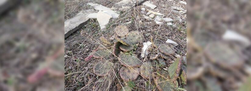 Почти как в Мексике: местных жителей удивили дикорастущие кактусы в горах под Новороссийском