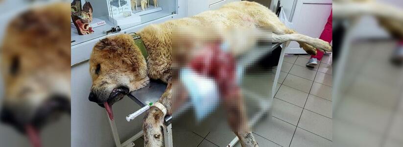 На Кубани выбросили в поле умирать растерзанную псами собаку: у бедняги почти оторвана нога