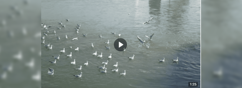 На кадрах видно, что чайки катаются по водной глади, как на аттракционе.
