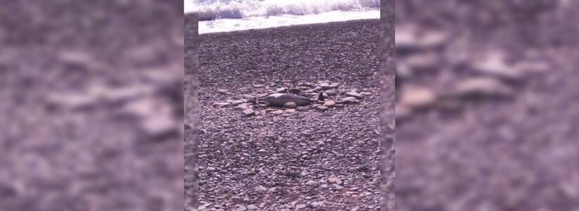 В Широкой Балке дельфин выбросился на берег: полтора дня никто не убирал тело животного