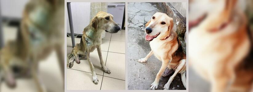 «Счастливчик учился заново ползать, а потом ходить»: в Новороссийске спасли умирающего пса