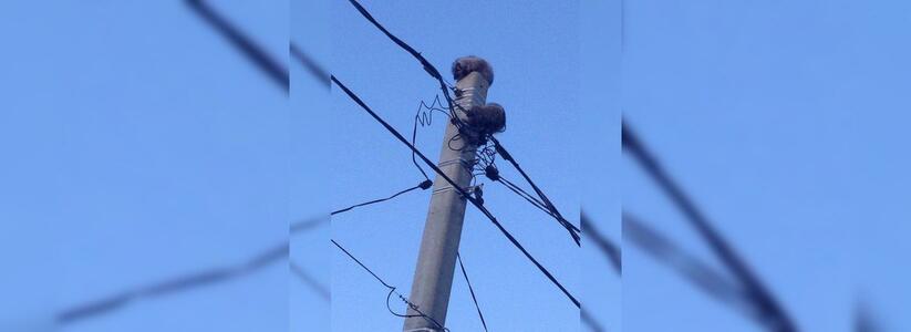 В Новороссийске еноты заснули на столбе линии электропередач: умилительное фото