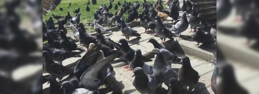«Дрессированные» птицы обитают в сквере около Южного рынка.