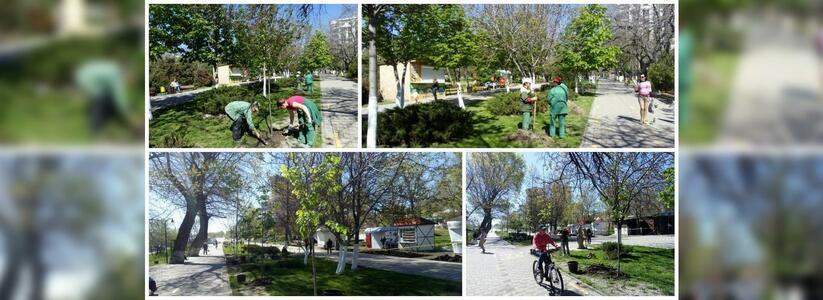Зеленый Новороссийск: вчера 100 деревьев высадили в парке имени Фрунзе