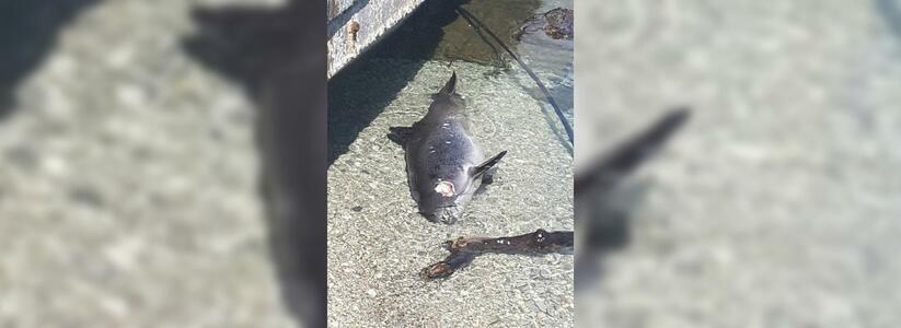 На берегу около Новороссийска горожане обнаружили мертвых дельфинов с простреленными головами