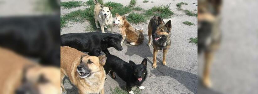 МУП «Полигон» Новороссийска полгода получало деньги за отлов несуществующих собак