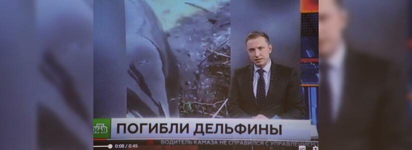На НТВ вышла программа «ЧП» о массовой гибели дельфинов в Новороссийске