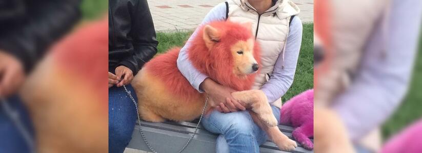 Разноцветные собаки, гуляющие по Новороссийску, вызвали шквал возмущений у горожан