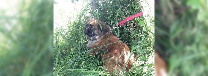 В Новороссийске собаку привязали к дереву и оставили: животное почти весь день просидело на поводке