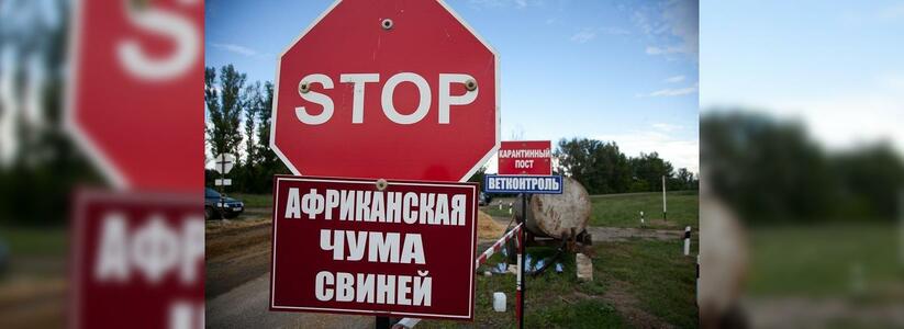 Из-за африканской чумы свиней в Новороссийске проверят всех домашних животных