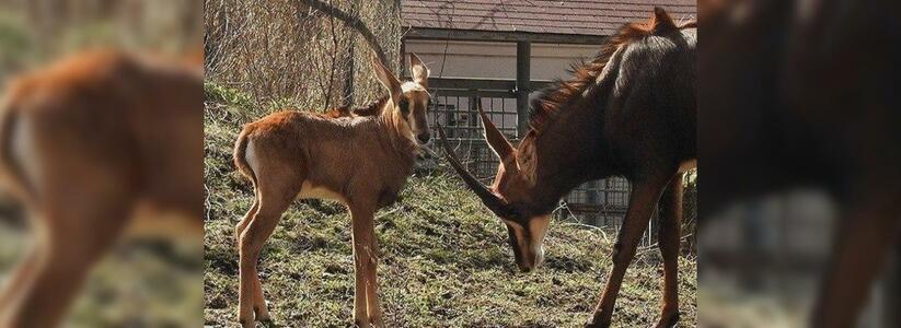 В сафари-парк Геленджика привезли двух редчайших краснокнижных антилоп