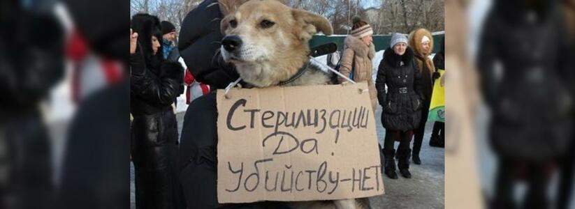 Природоохранная прокуратура запретила властям Новороссийска усыплять и утилизировать бездомных собак