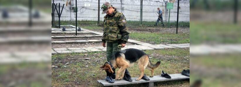 Кинолог новороссийской таможни присвоила себе более 2 миллионов рублей, которые предназначались на лечение собак