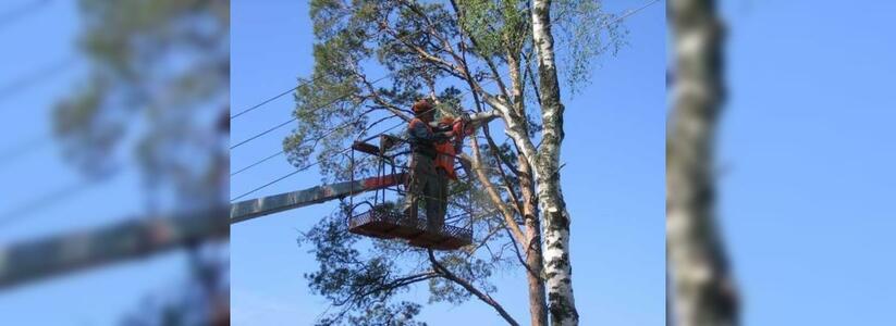 Новороссийск очистят от опасных сухостойных деревьев