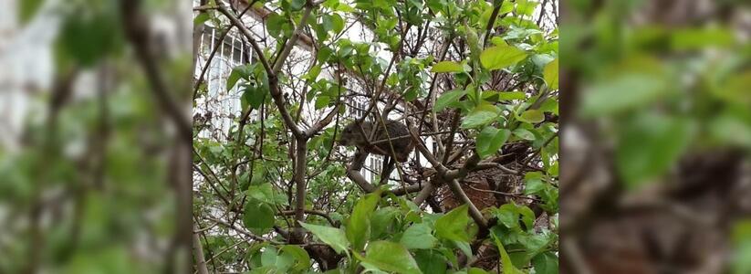 В центре Новороссийска крысы лазают прямо по деревьям