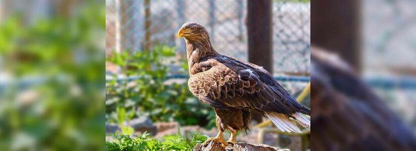 В зоопарке Новороссийска появился орлан: краснокнижную птицу изъяли у пляжного фотографа