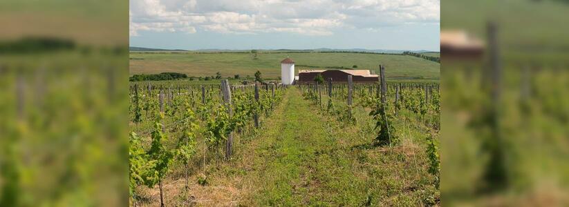 Фермеры-виноделы открывают новые маршруты на юге России