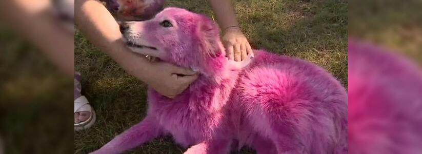 «Да их продали»: бывшие владельцы разноцветных собак, гулявших по Новороссийску, рассказали о продаже животных