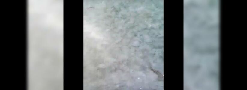 «Нашествие медуз в Новороссийске»: очевидцы сняли на видео скопление медуз на пляже города