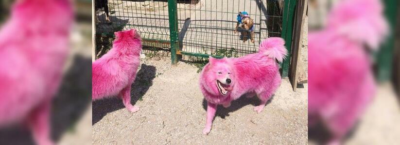 Розовых собак, найденных в лесах Геленджика, забрали в питомник Минобороны