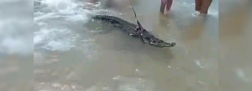 В Анапе горожанин выгуливал крокодила в Черном море
