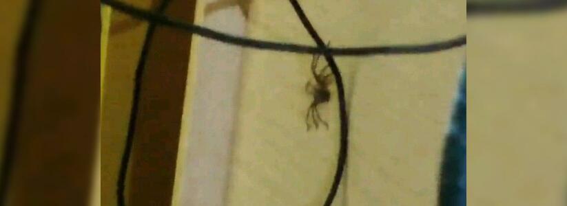 Житель Краснодара обнаружил у себя дома 6-сантиметрового паука