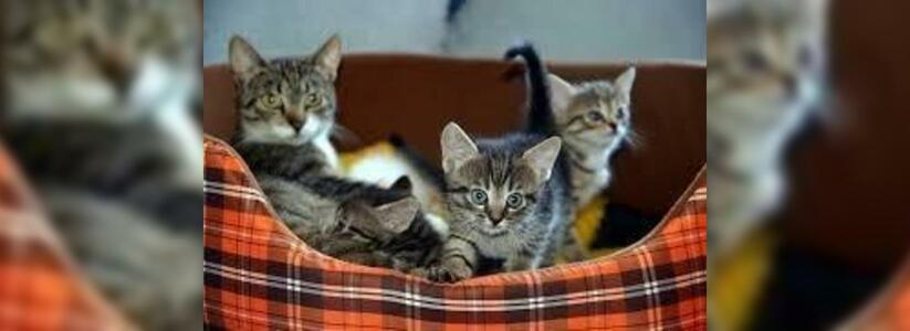 Жительница Новороссийска организовала в квартире кошачий приют