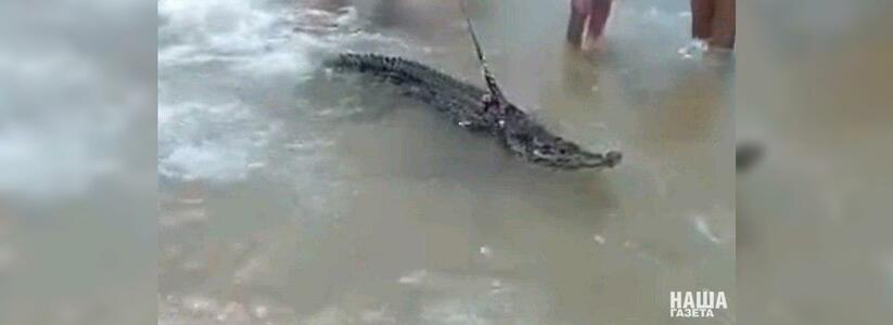 Крокодила, которого хозяин выгуливал в Анапе, отправили в зоопарк