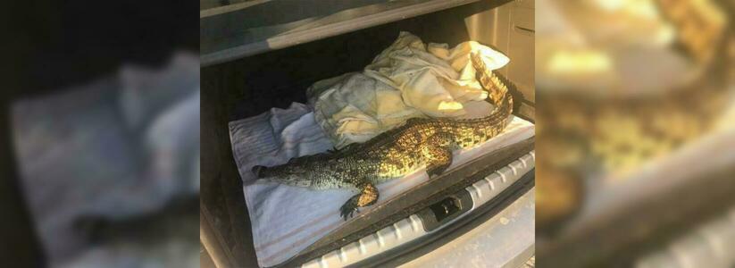 На пляже Новороссийска у местного жителя изъяли крокодила без документов