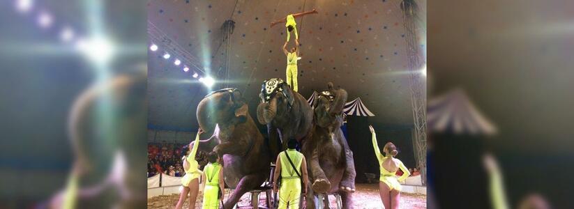 «Вонь стоит страшная!»: из Новороссийска выгнали цирк-шапито со слонами