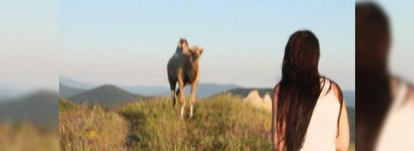 Отдыхающие нашли в горах Геленджика пятерых верблюдов: очевидцы сняли животных на видео