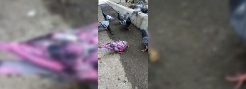 По набережной Новороссийска гуляет ярко-розовый голубь