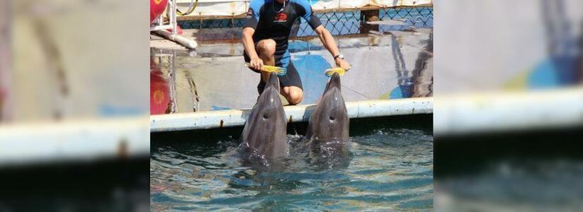 В Большом Утрише родился дельфиненок: работники дельфинария еще не назвали малыша