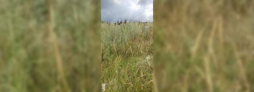 «За амброзией могил не видно!»: новороссийцы жалуются на плачевное состояние крупнейшего кладбища