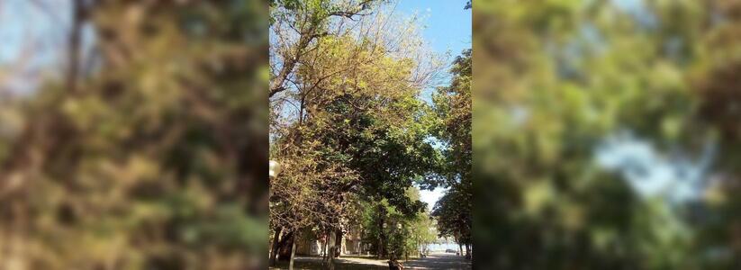 Американская белая бабочка «съела» аллею Героев в Новороссийске: деревья просто кишат гусеницами
