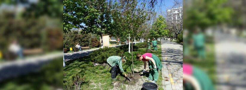 В Новороссийске высадят более сотни деревьев шелковицы