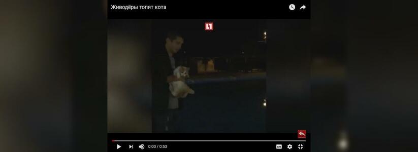 «Это жизнь, брат!»: на Кубани живодеры пытались утопить кота и снимали это на видео