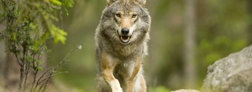 Численность волков в Краснодарском крае увеличилась в три раза