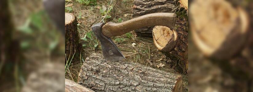 В лесу под Новороссийском  незаконно вырубили дубы и грабы