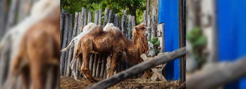 На Кубани посетители зоопарка отравили верблюдицу