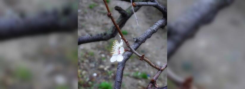 «Весна пришла!»: в Новороссийске в ноябре зацвели деревья