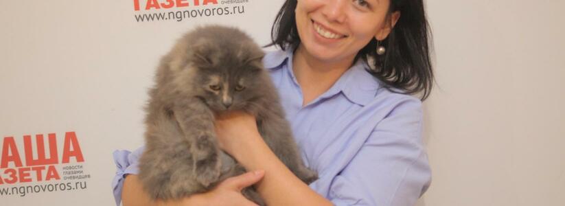 Испытано на себе: как продать беспородного кота в Новороссийске