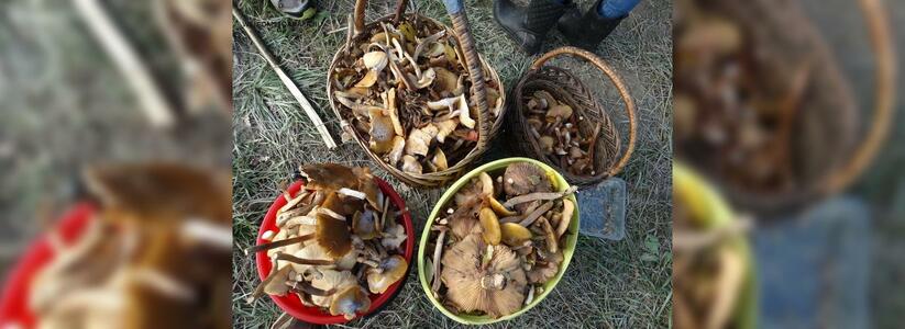 На Кубани 21 человек отравились грибами: среди них – дети
