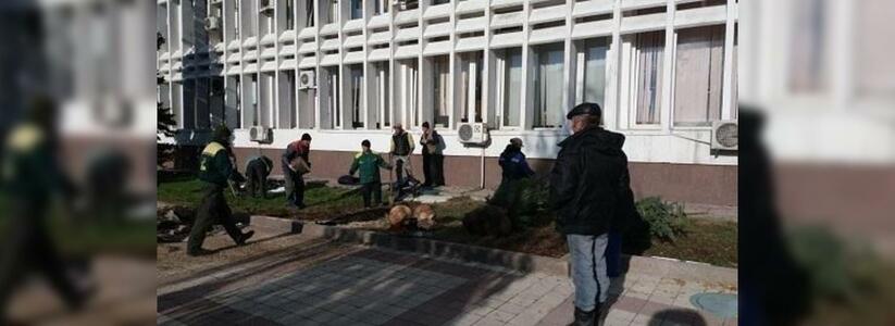 У мэрии Новороссийска срубили большую голубую ель