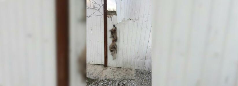 В Геленджике живодер убил бездомных щенков и повесил их трупы на забор
