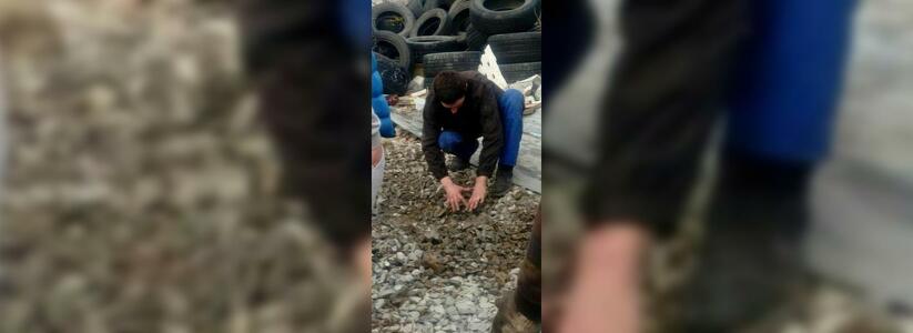 Стало известно, за что живодер из Геленджика зверски убил щенков: видео допроса