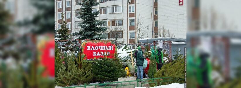 Где купить живую елку в Новороссийске: НАША узнала список адресов елочных базаров