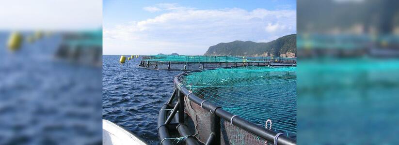 Нефтяная компания откроет в Новороссийске ферму по разведению морских гребешков