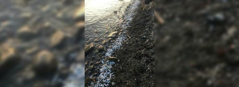Один из пляжей Новороссийска оказался усыпан хамсой: причина гибели рыбы